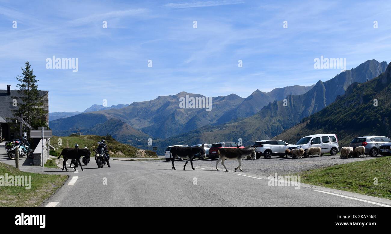 Asini semi-selvatici che fermano il traffico sul col du Soulor nelle montagne dei pirenei che confina con la Francia e la Spagna Foto Stock