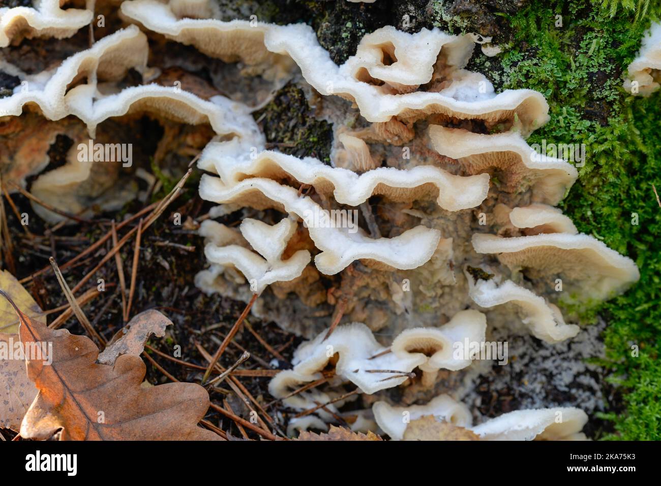 patogeno bianco della pianta fungina su albero caduto di legno duro closeup selettivo messa a fuoco Foto Stock