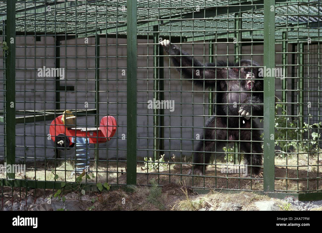 Lo scimpanzé Giulio in gabbia. Julius ora pesa 70 chili ed ha dieci volte più potere di un uomo cresciuto, Julius non è un troll di fascino che può camminare liberamente. Foto Stock