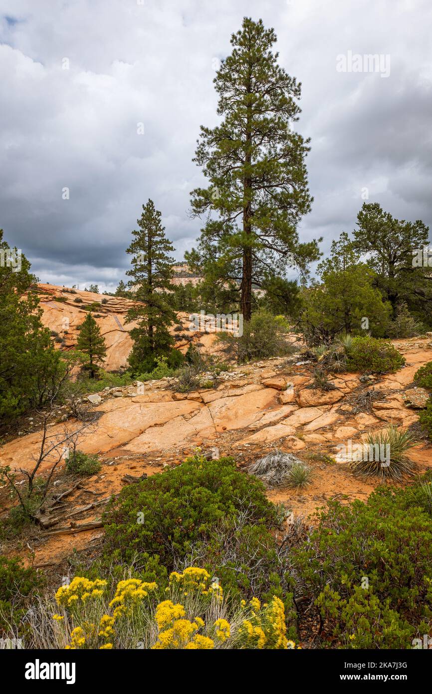 Parco nazionale di Zion, con splendide rocce di colore giallo, arancione e rosso e pini Foto Stock