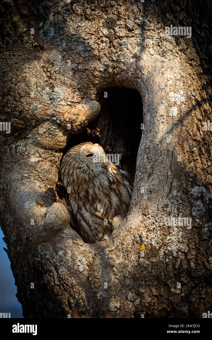 Gufo bruno (Strix aluco) seduto in un buco in un vecchio albero, catturando l'ultima luce del giorno. Grande mimetizzazione nel suo nascosto segreto. Ottima immagine Foto Stock