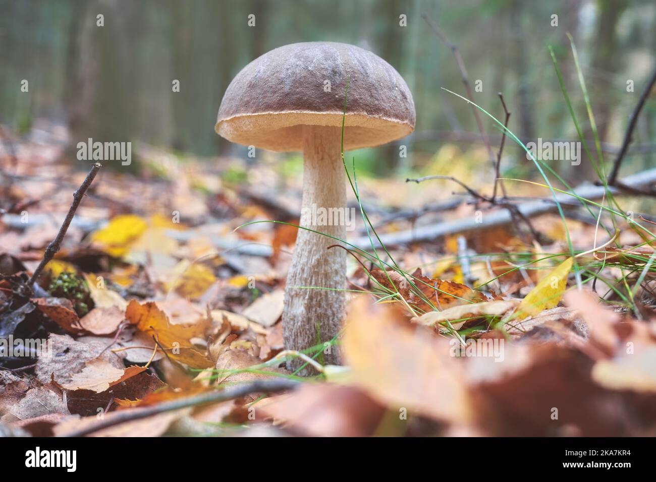 Primo piano immagine di un fungo commestibile in una foresta, focalizzazione selettiva sulla calotta. Foto Stock