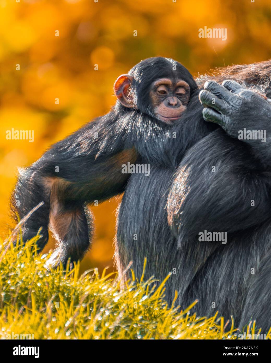 Questa scimpanzé si chiama Lisoko ed ha appena otto mesi, nato nel febbraio a Jahaga 29 anni al 'Zoom Erlebniswelt' o al 'Ruhr-Zoo', gel Foto Stock