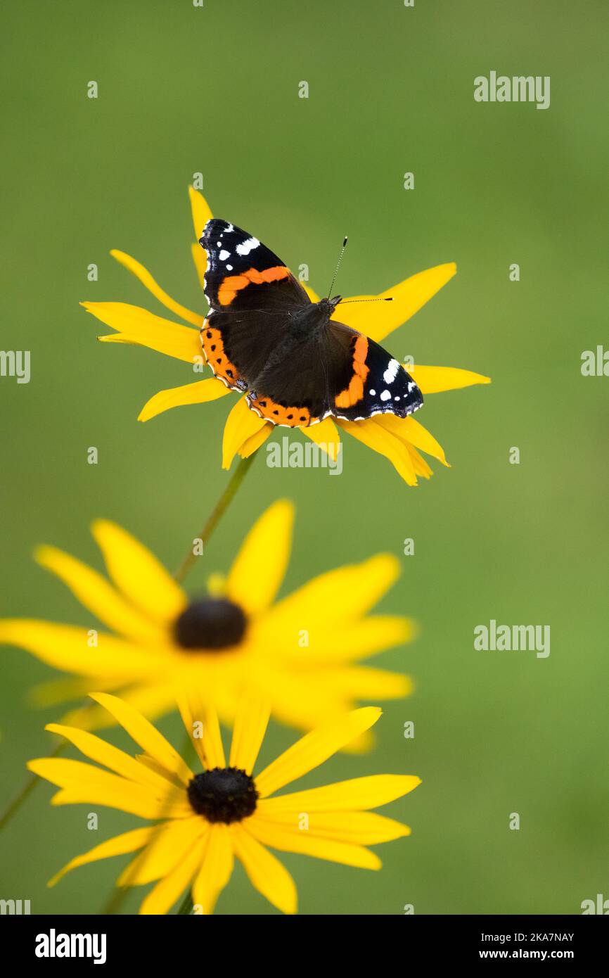 Farfalla rossa dell'ammiraglio sui fiori di rudbeckia - Regno Unito Foto Stock