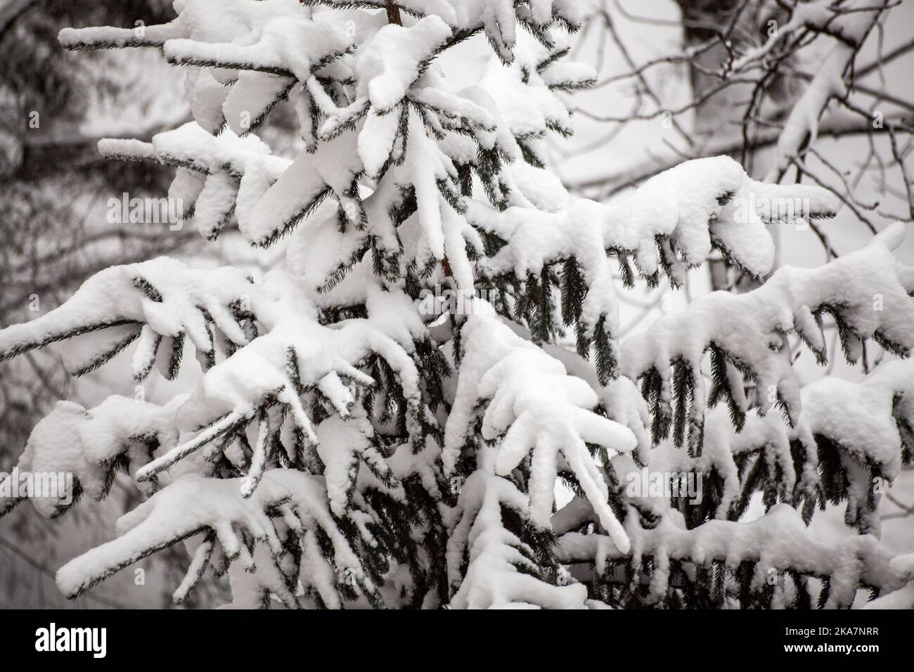 rami di abete rosso in closeup neve, sfondo foresta invernale. Ramoscelli di abete rosso ricoperti di neve. Foto Stock