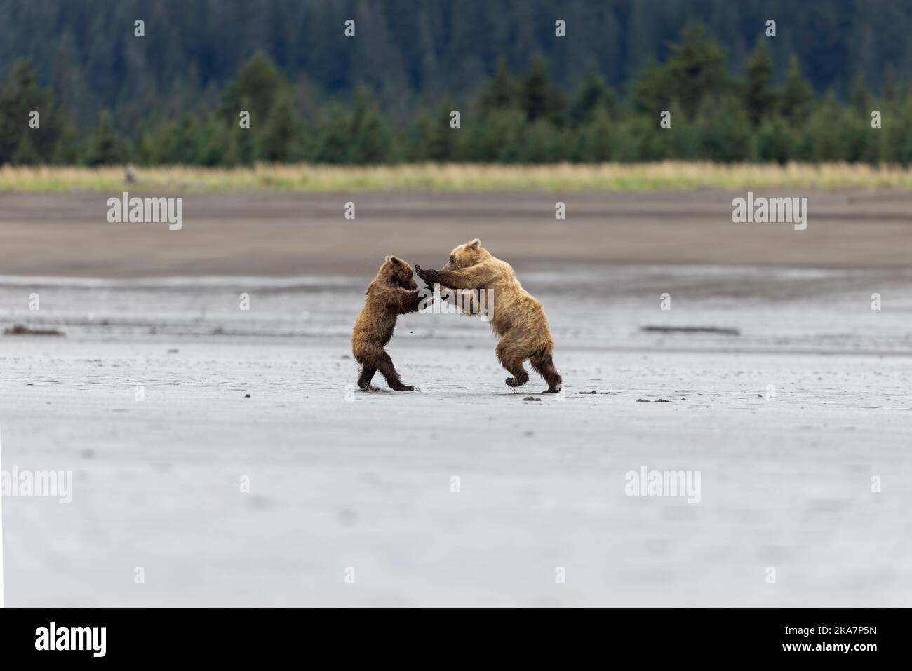 Queste immagini mostrano i due orsi, una madre e il suo cucciolo, che combattono sulla spiaggia di Cook Inlet nel lago Clarke Alaska dopo che il cucciolo è diventato troppo giocoso per Foto Stock