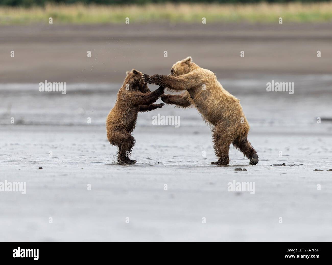 Queste immagini mostrano i due orsi, una madre e il suo cucciolo, che combattono sulla spiaggia di Cook Inlet nel lago Clarke Alaska dopo che il cucciolo è diventato troppo giocoso per Foto Stock
