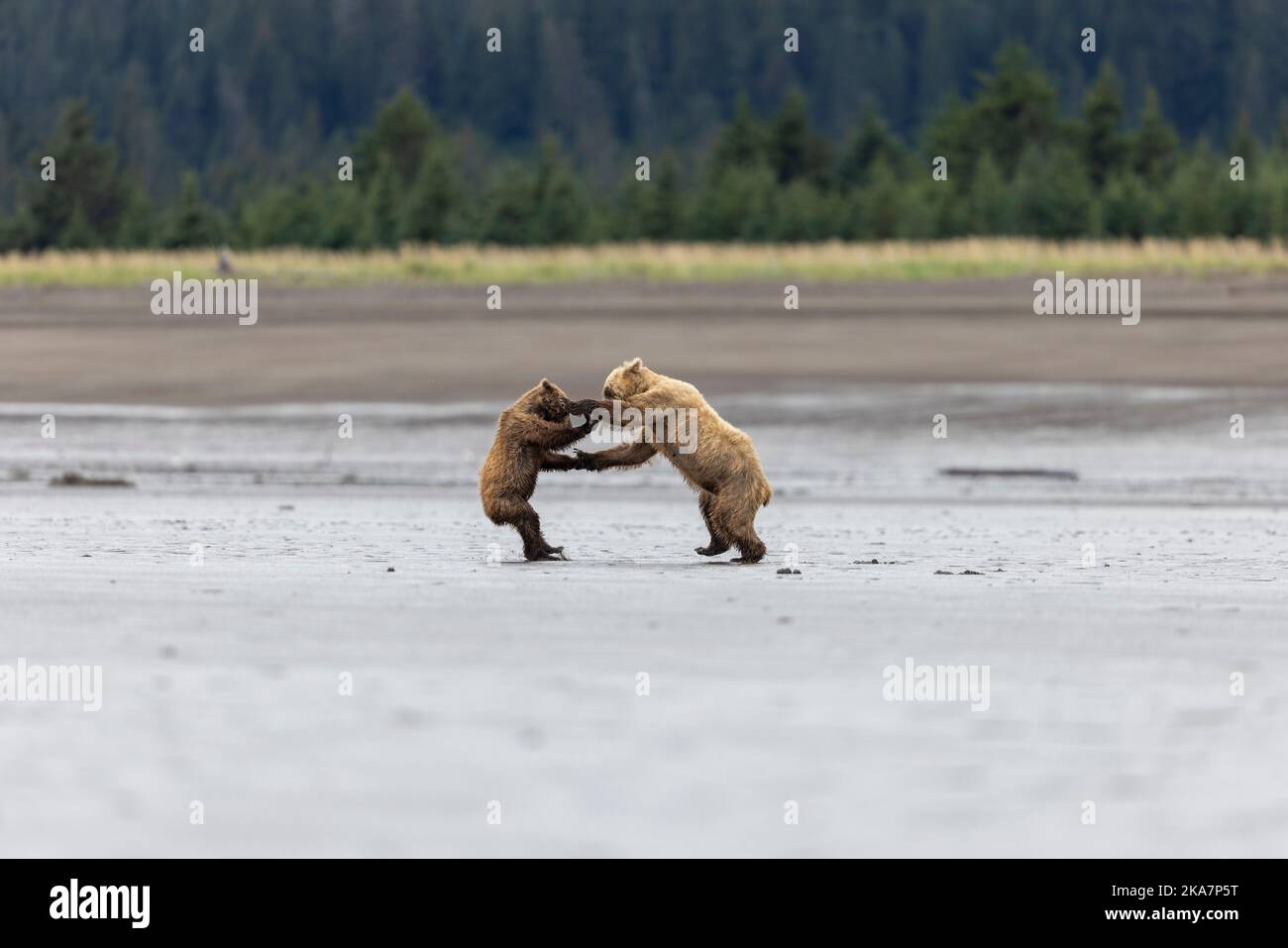 Queste immagini mostrano i due orsi, una madre e il suo cucciolo, che combattono sulla spiaggia di Cook Inlet nel lago Clarke Alaska dopo che il cucciolo è diventato troppo giocoso per Foto Stock