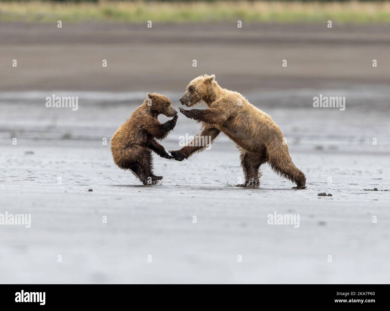 Queste immagini mostrano i due orsi, una madre e il suo cucciolo, che combattono sulla spiaggia di Cook Inlet nel lago Clarke Alaska dopo che il cucciolo è diventato troppo giocoso per Foto Stock