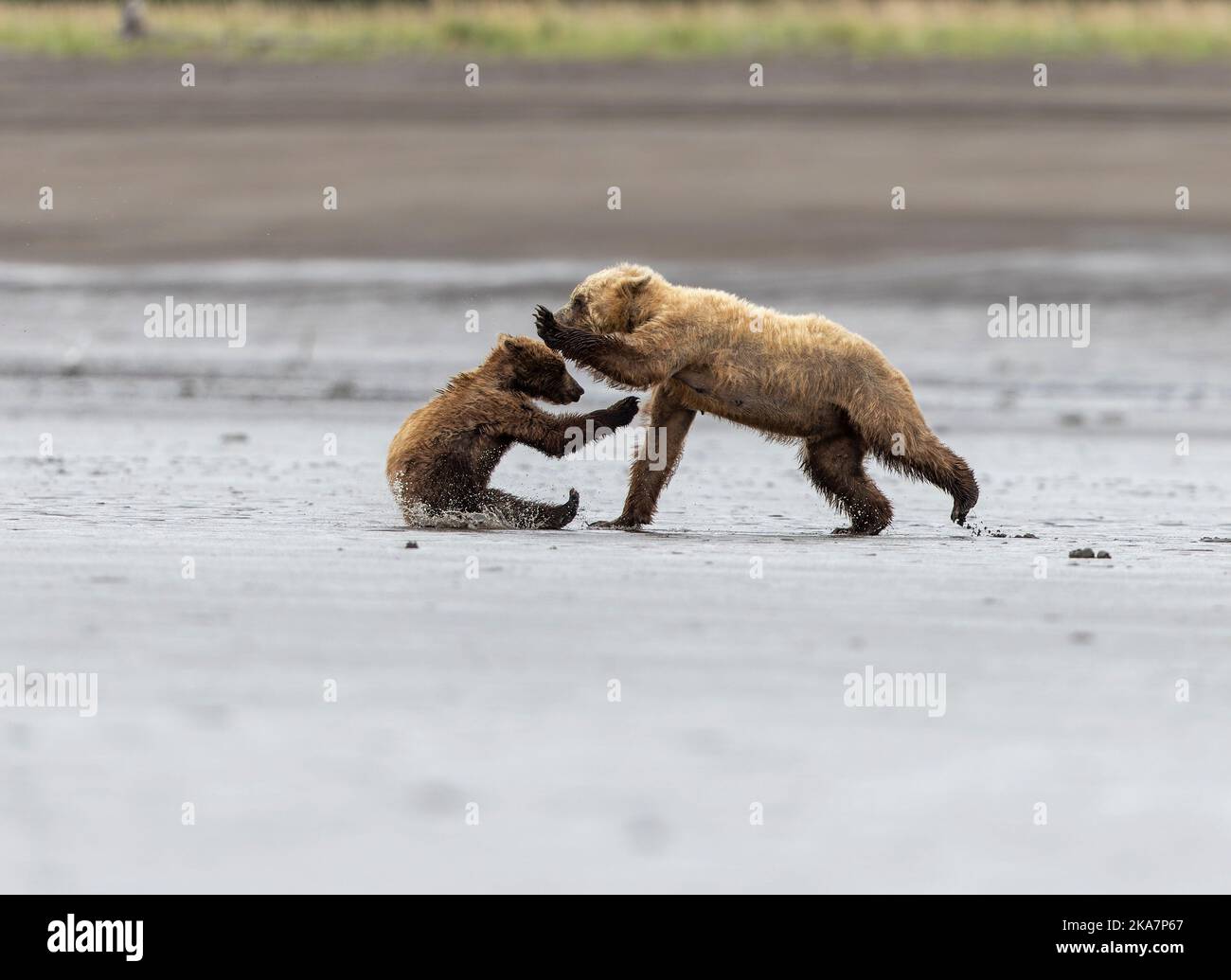 Queste immagini mostrano i due orsi, una madre e il suo cucciolo, che combattono sulla spiaggia di Cook Inlet nel lago Clarke Alaska dopo che il cucciolo è diventato troppo giocoso per Foto Stock