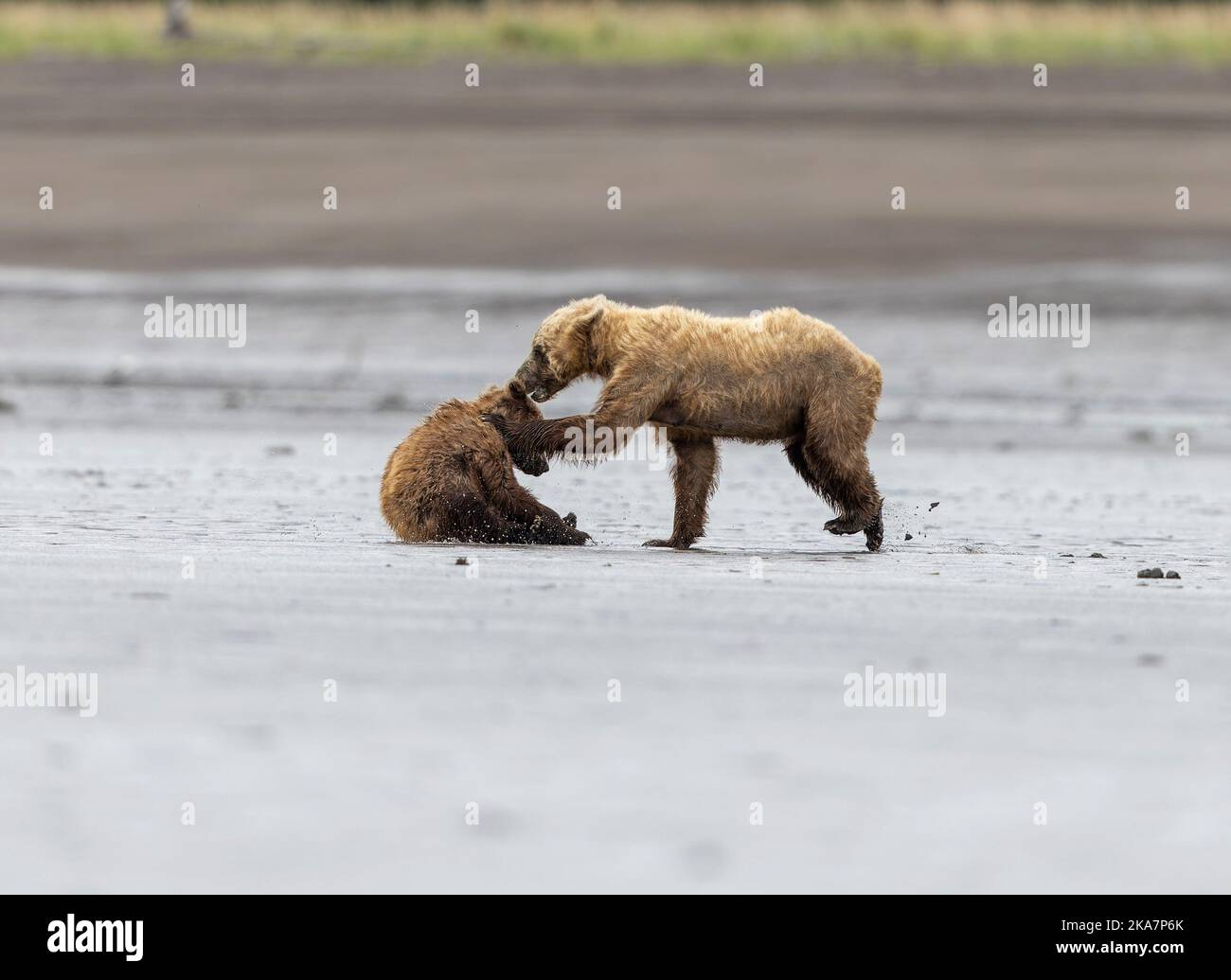 Queste immagini mostrano i due orsi, una madre e il suo cucciolo, che combattono sulla spiaggia di Cook Inlet nel lago Clarke Alaska dopo che il cucciolo è diventato troppo giocoso per Foto Stock