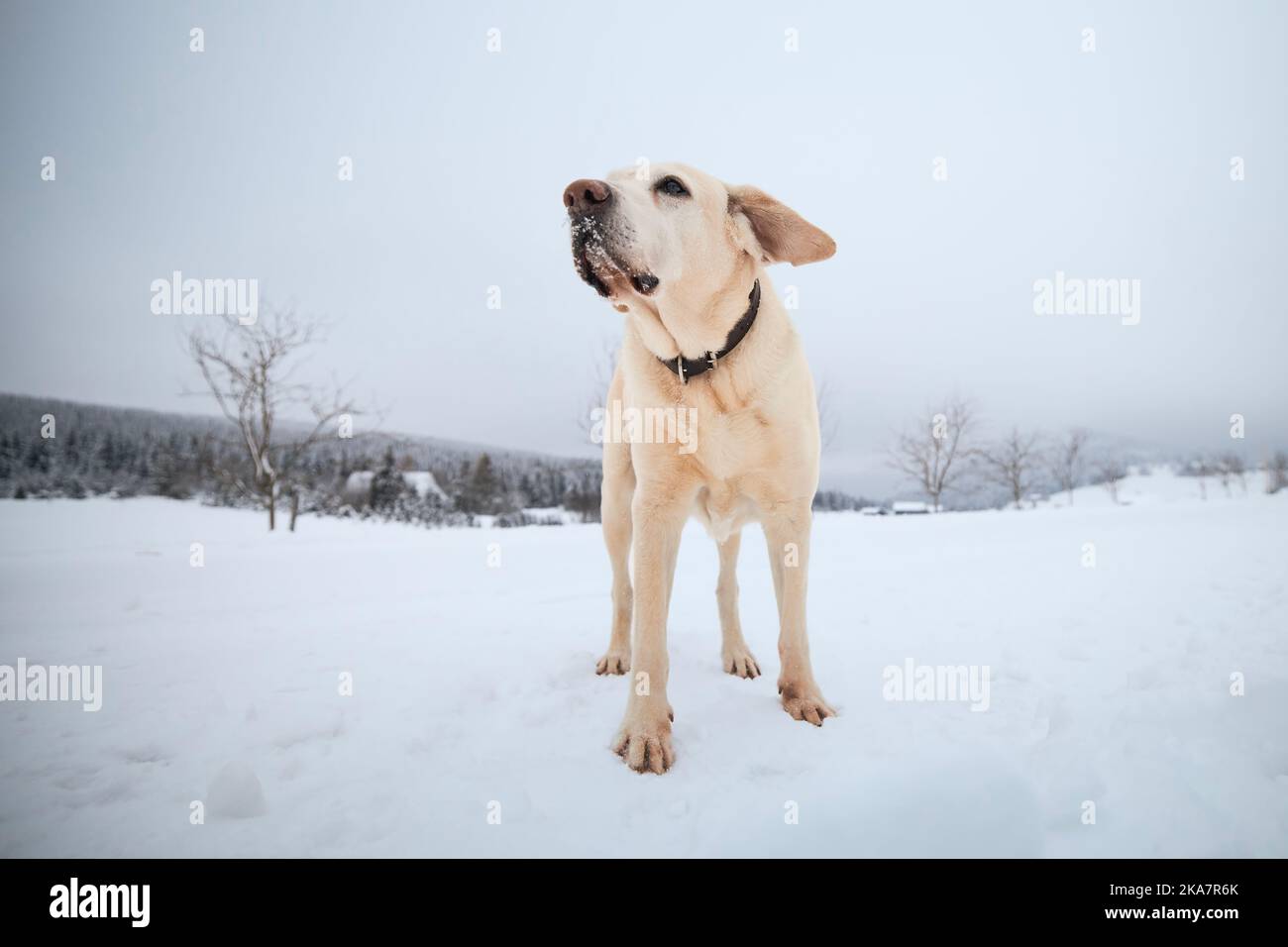 Cane carino durante la passeggiata nel paesaggio invernale. labrador retryever giallo guardando su strada rurale innevata. Foto Stock