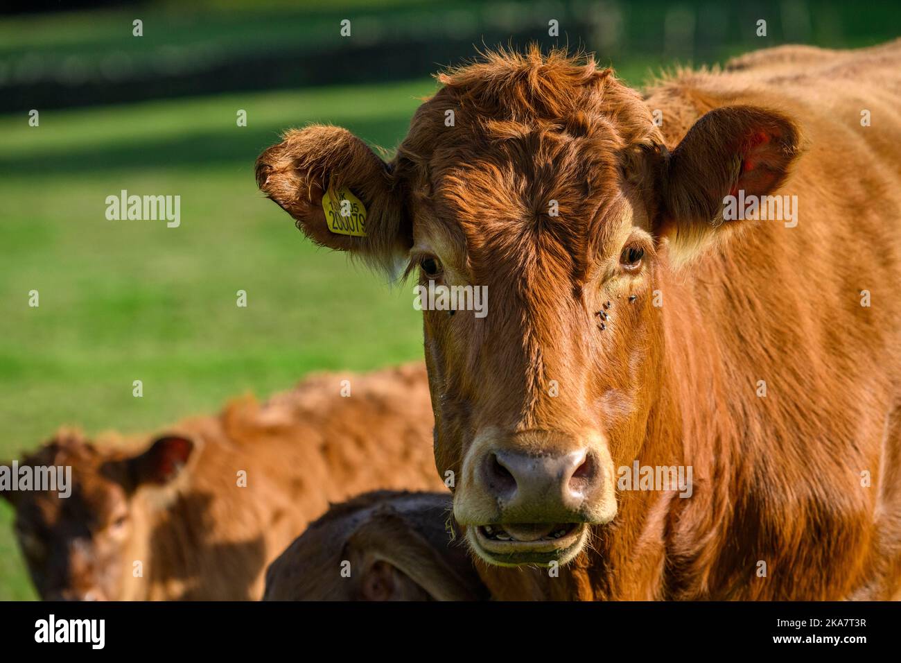 Mucca bruna illuminata dal sole & 2 due piccoli vitelli neonati in piedi in campo di fattoria (madre docile calma che fissa davanti, grandi orecchie, primo piano) - Yorkshire, Inghilterra UK. Foto Stock