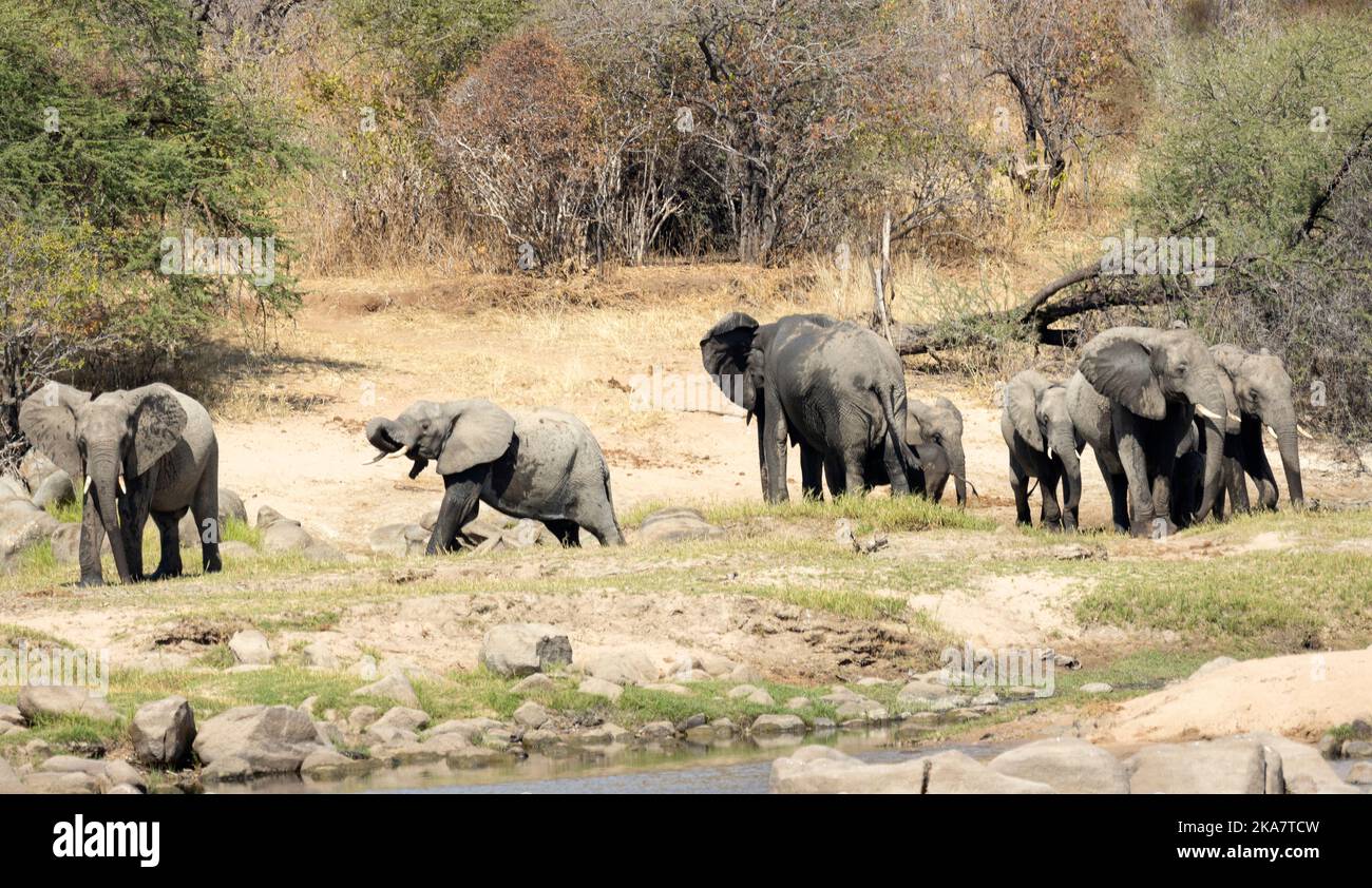 Quando il cespuglio inizia ad asciugarsi e i buchi d'acqua si asciugano, mandrie di elefanti guidate da un matriarca iniziano a riunarsi sulle rive della Grande Ruaha Foto Stock