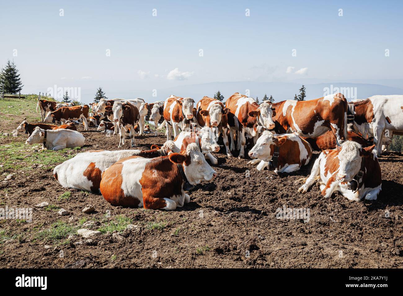 Cattura di bovini - alta Savoia, Francia Foto Stock