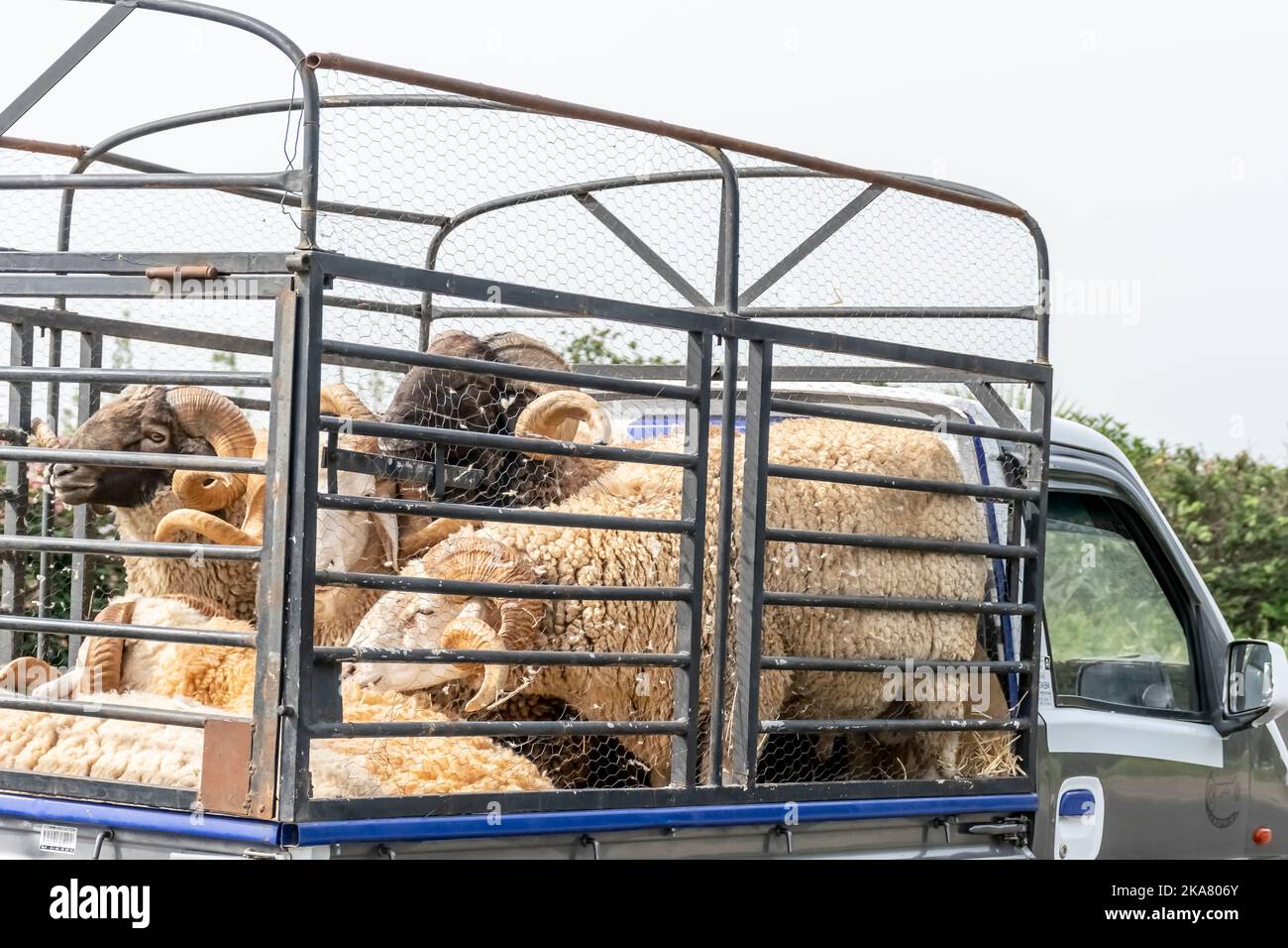 Mini camion che trasporta le pecore grandi con le corna sinuose grandi sulla strada dell'autostrada. Bloccato in una gabbia e ammassato insieme per il trasporto. Foto Stock