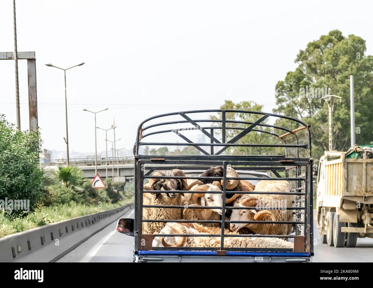 Mini camion che trasporta le pecore grandi con le corna sinuose grandi sulla strada dell'autostrada. Bloccato in una gabbia e ammassato insieme per il trasporto. Foto Stock