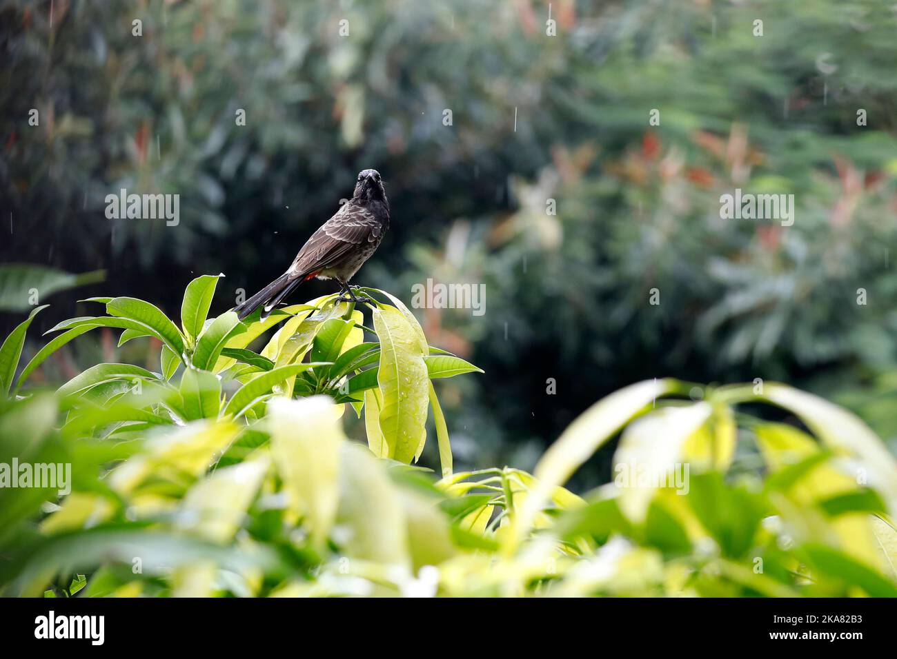 Dhaka, Bangladesh - 13 ottobre 2022: Uccello Bulbul a Dhaka, in Bangladesh. Foto Stock