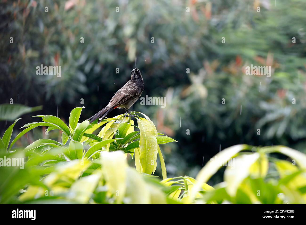 Dhaka, Bangladesh - 13 ottobre 2022: Uccello Bulbul a Dhaka, in Bangladesh. Foto Stock