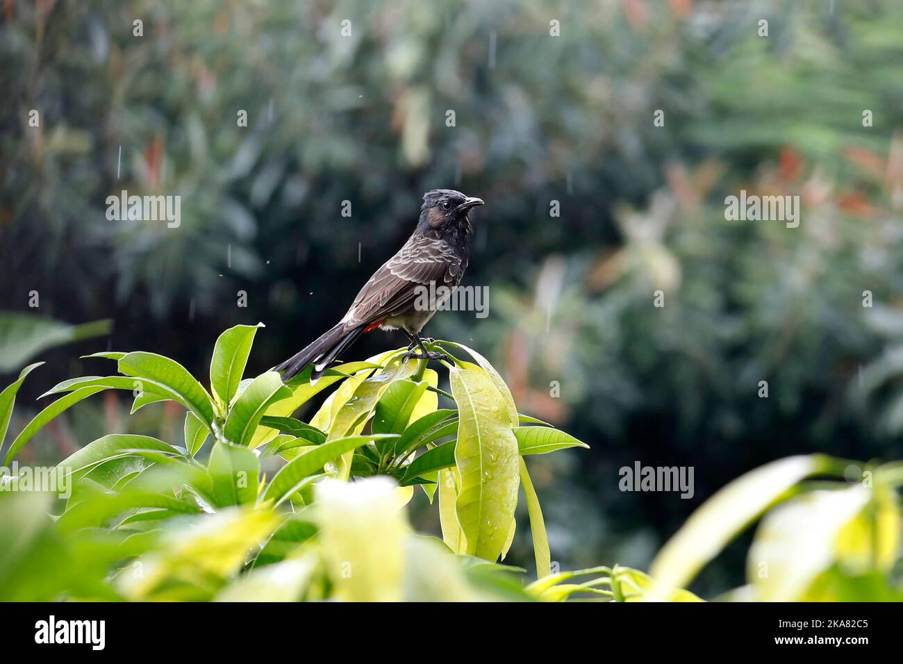 Dhaka, Bangladesh - 13 ottobre 2022: Uccello Bulbul a Dhaka, in Bangladesh. Foto Stock