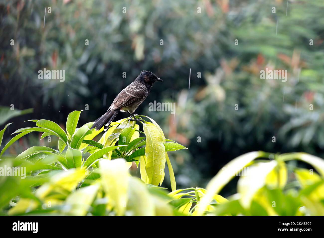 Dhaka, Bangladesh - 13 ottobre 2022: Uccello Bulbul a Dhaka, in Bangladesh. Foto Stock