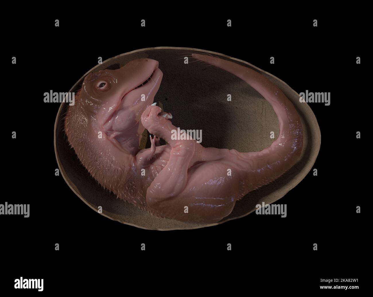 Tyrannosaurus rex embrione nel suo uovo Foto Stock