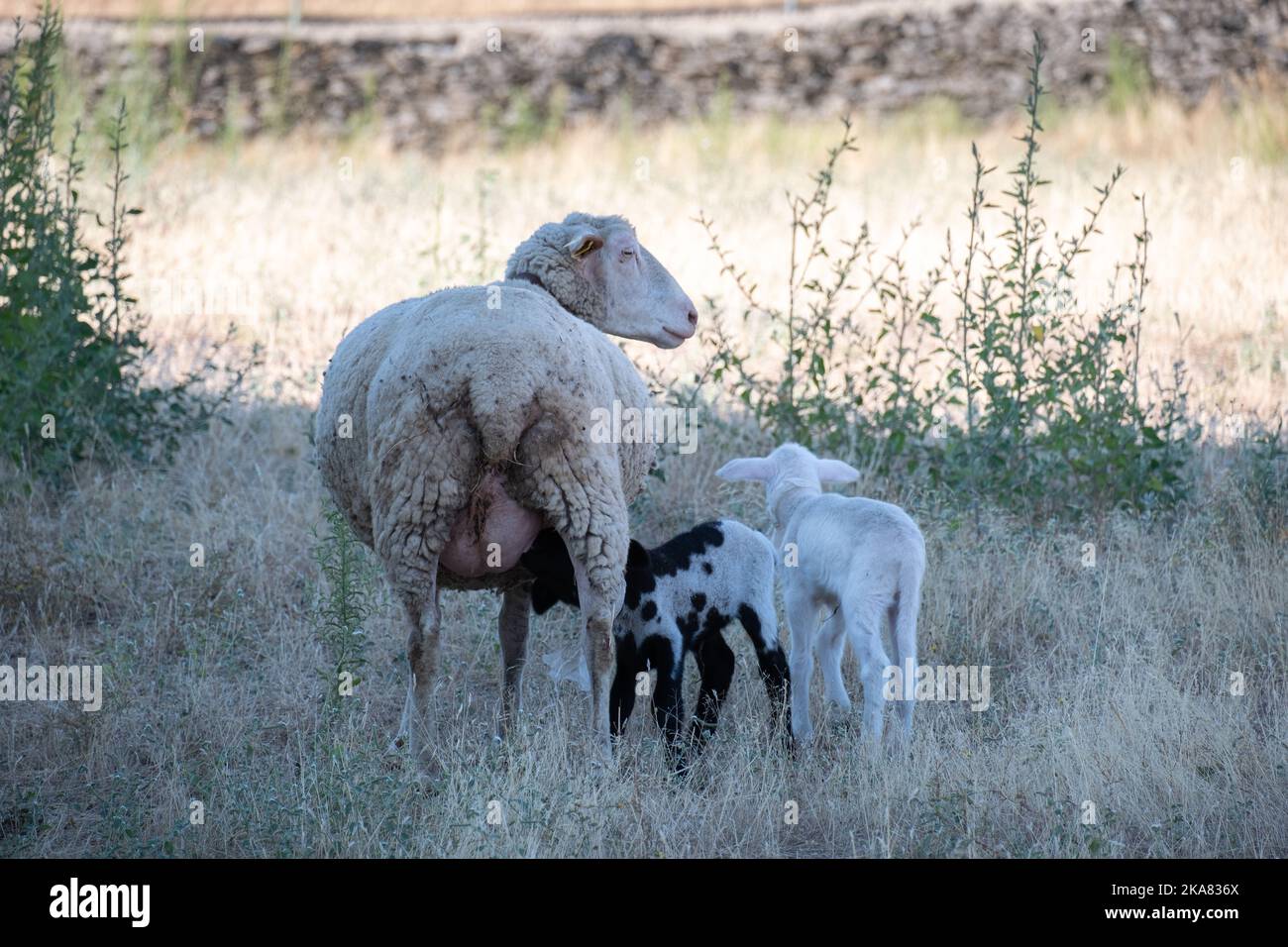 Due piccole pecore, agnelli, uno bianco e uno nero e bianco accanto alla madre, succhiando latte dalle mammelle della madre Foto Stock