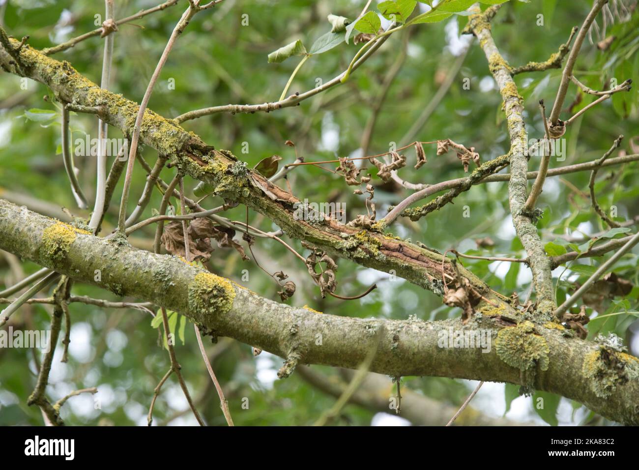 Sintomi di chalara cenere dieback (Hymenoscyphus fraxineus) su un piccolo albero di cenere morente (Fraxinus excelsior) con una grande cenere di salute dietro in autunno Foto Stock