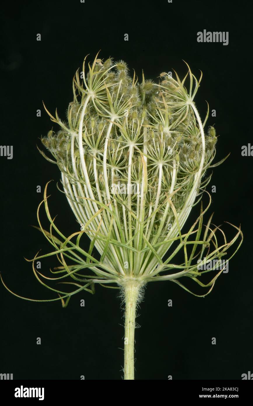 Testa di semi di carota selvatica (Daucus carota), palle rovesciate di semi non maturi noti come pizzo della regina Anna, pizzo del vescovo o nido dell'uccello, Berkshire, agosto Foto Stock
