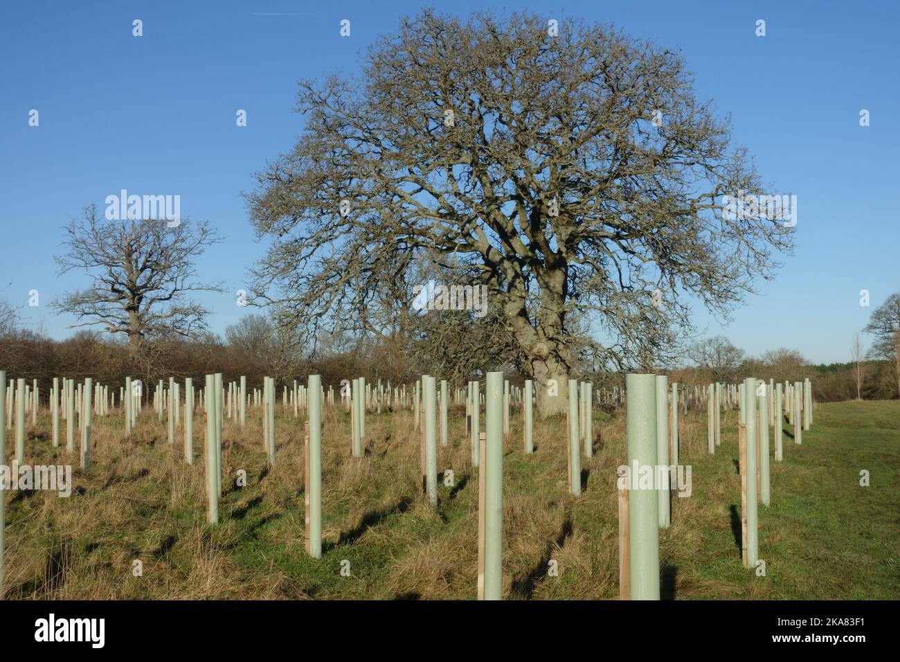 Una nuova piantagione di alberi decidui con pali e guardie di plastica per creare boschi intorno a un unico grande albero di quercia stading, berkshire, novembre Foto Stock