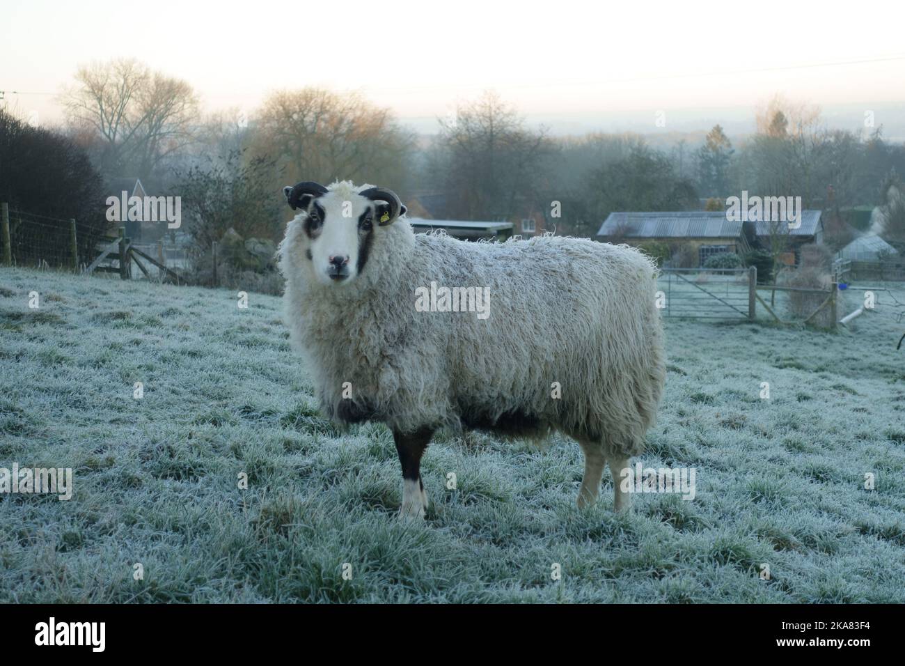 Un animale domestico Shetland pecora infestare su una fredda mattinata gelida di inverno in piedi in un paddock di erba come il sole viene in su, Berkshire, gennaio Foto Stock