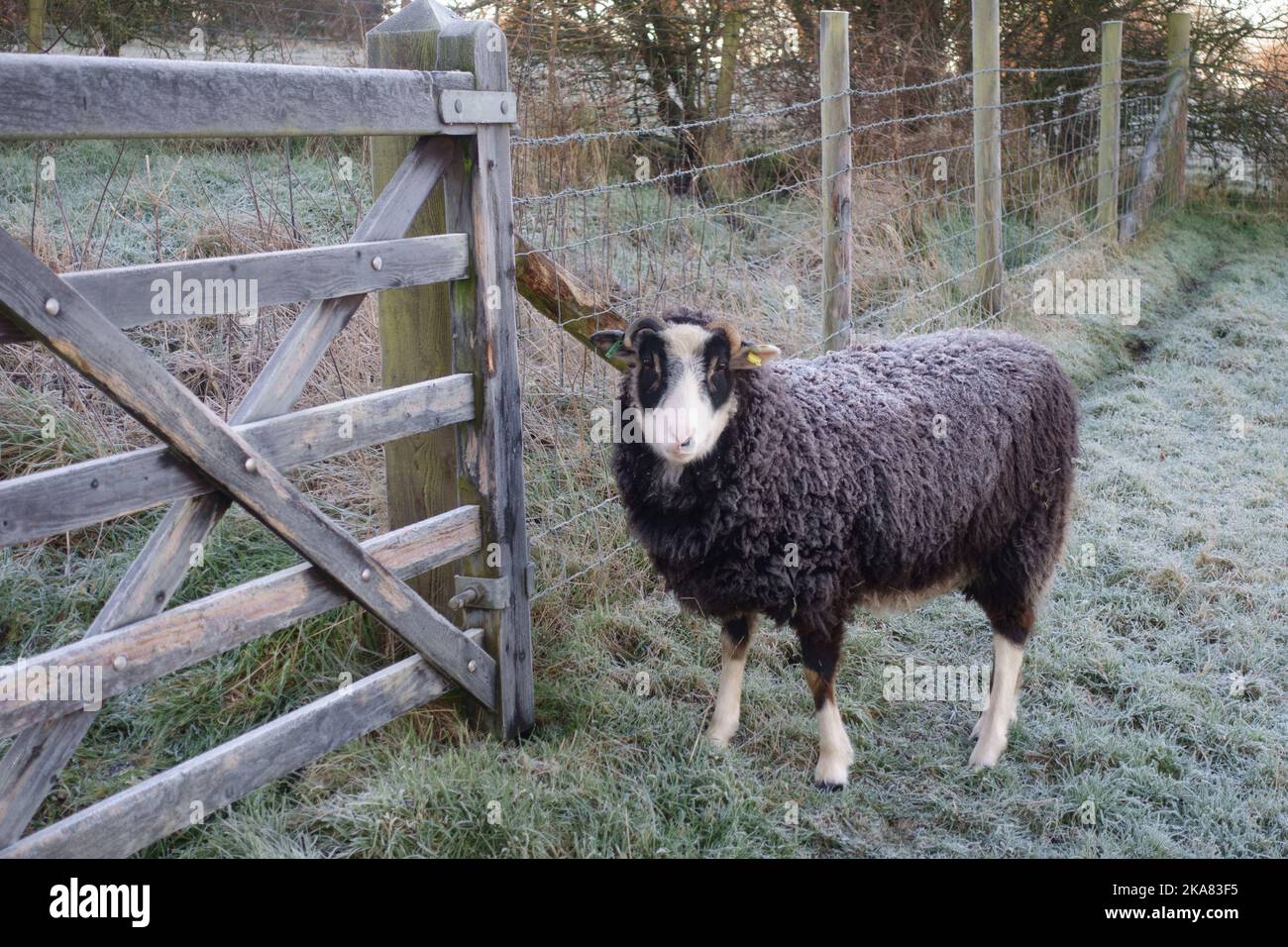 Un animale domestico Shetland pecora infestare su una fredda mattinata gelida di inverno in piedi in un paddock di erba come il sole viene in su, Berkshire, gennaio Foto Stock