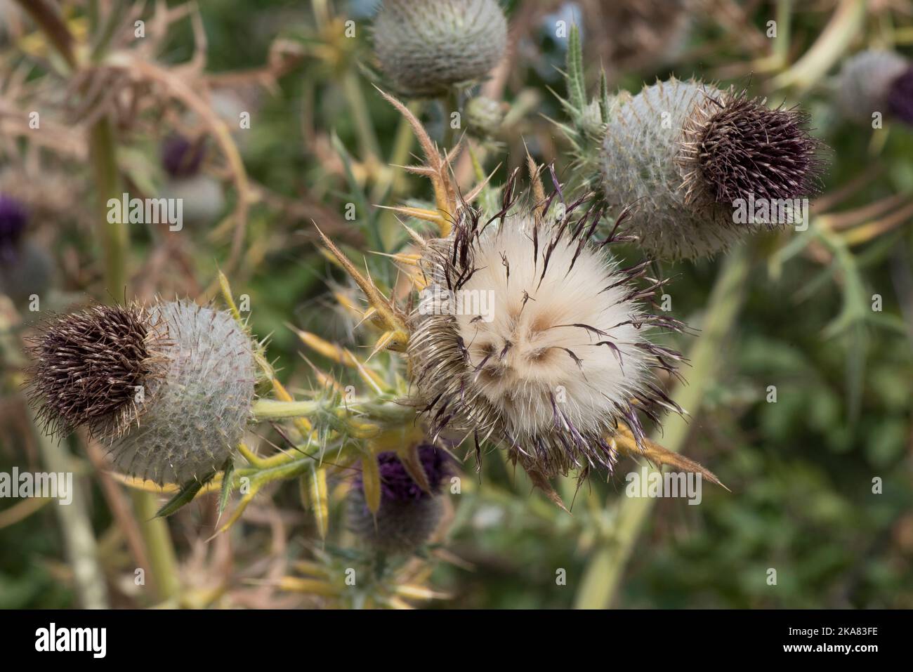 Teste di semi di un cardo di lana (Cirsium eriofhorum) fiori morenti e testa di semi di apertura con pappus prima della distribuzione, Berkshire, agosto Foto Stock