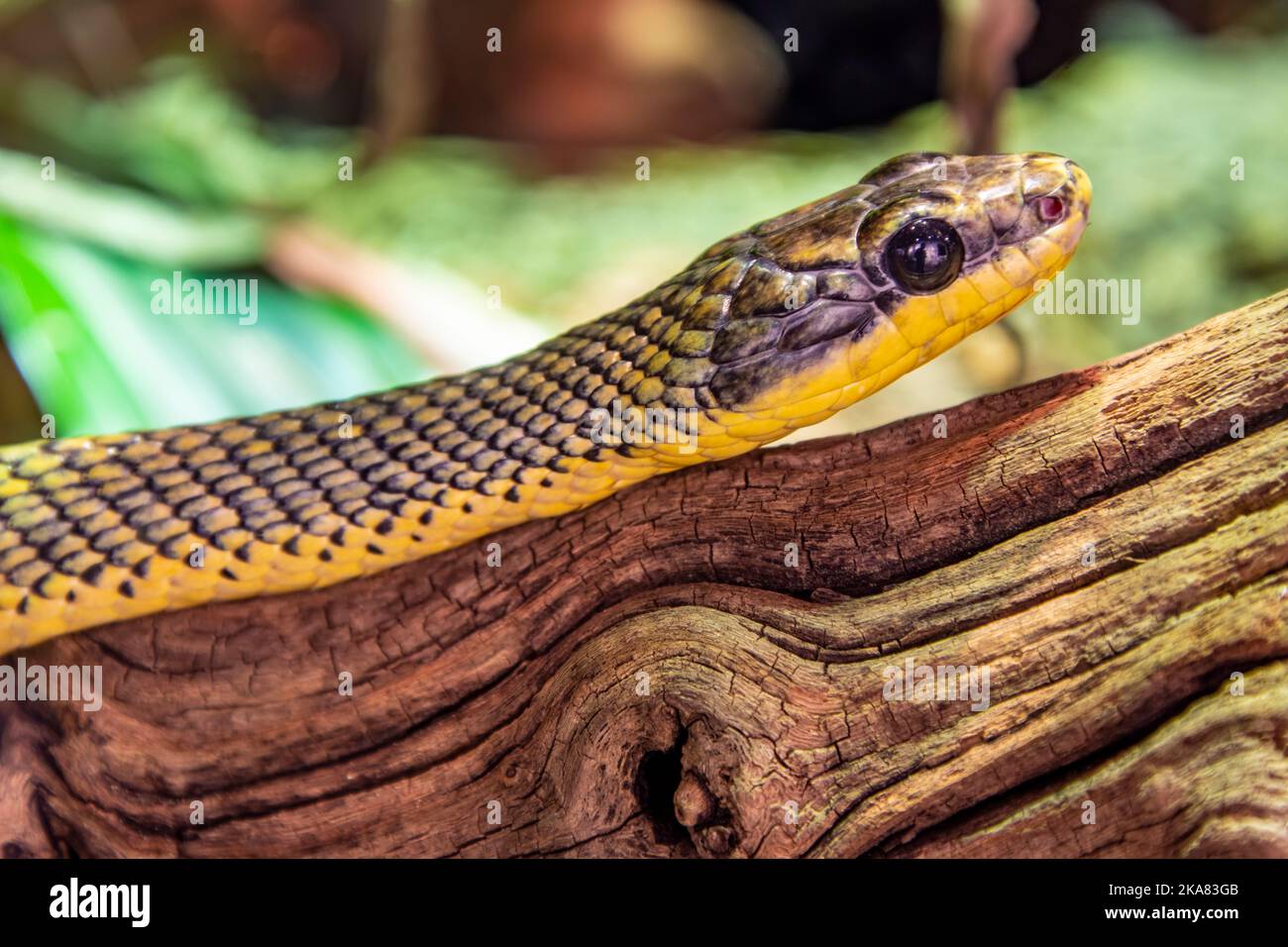 Il serpente di uccello neotropittale (Phrynonax poecilonotus) è una specie di serpente non venoso della famiglia Colubridae. La specie è endemica del nuovo mondo. Foto Stock