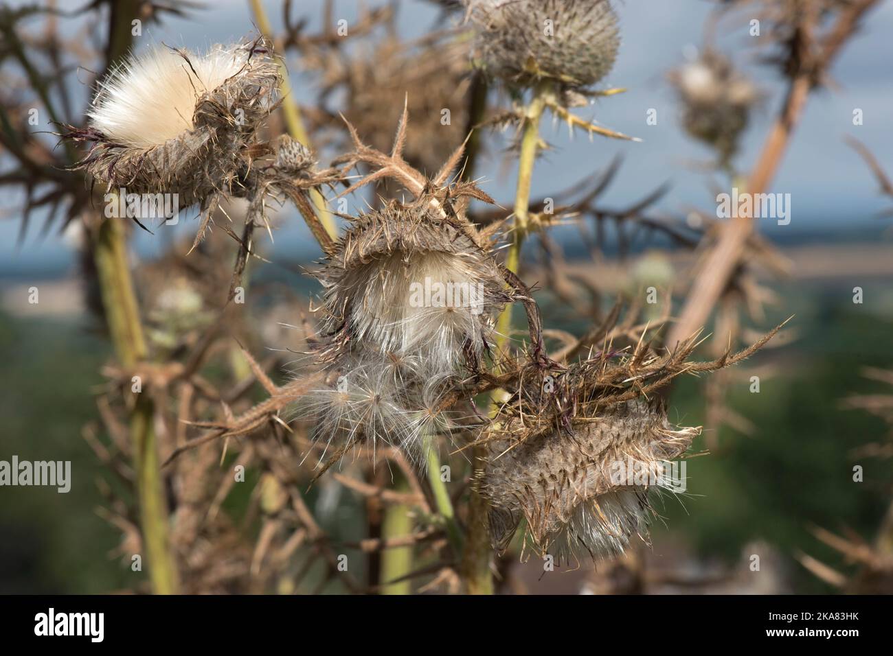 Teste di semi di un cardo di lana (Cirsium eriofhorum) fiori morenti e testa di semi di apertura con pappus prima della distribuzione, Berkshire, agosto Foto Stock