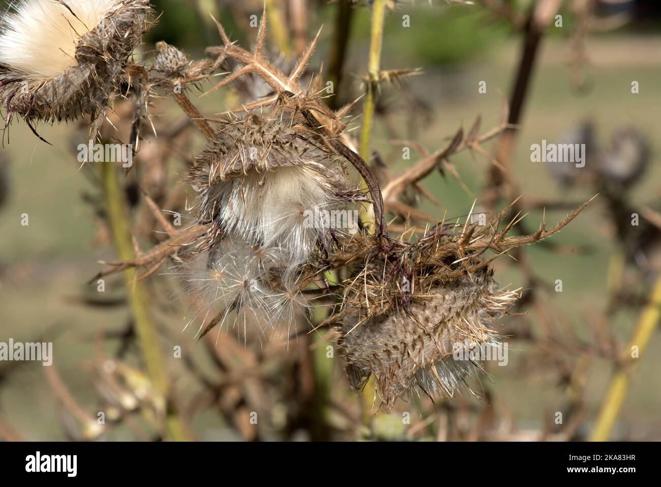 Teste di semi di un cardo di lana (Cirsium eriofhorum) fiori morenti e testa di semi di apertura con pappus prima della distribuzione, Berkshire, agosto Foto Stock