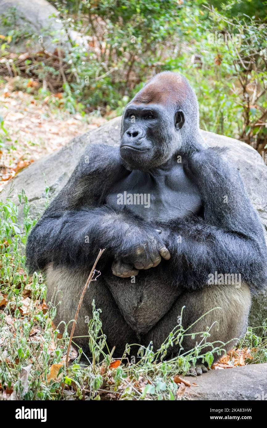 Il gorilla occidentale della pianura dallo ZOO DI ATLANTA. È una delle due sottospecie del gorilla occidentale che vive nelle foreste montane, primarie e secondarie Foto Stock