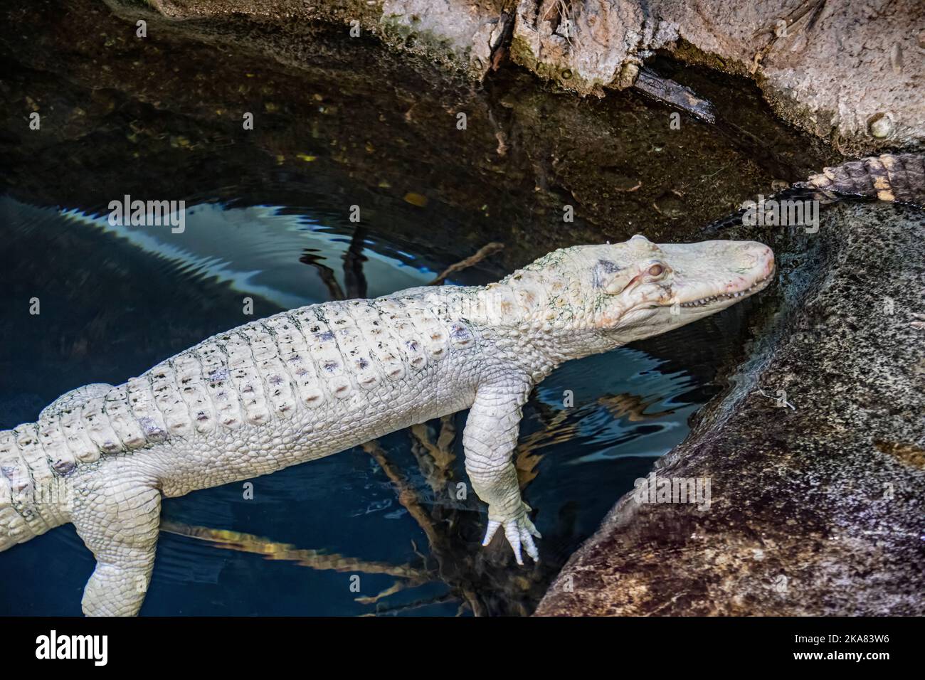 L'immagine closeup dell'alligatore albino americano (Alligator mississippiensis), è un grande rettile coccodrilico originario del sud-est degli Stati Uniti, Foto Stock