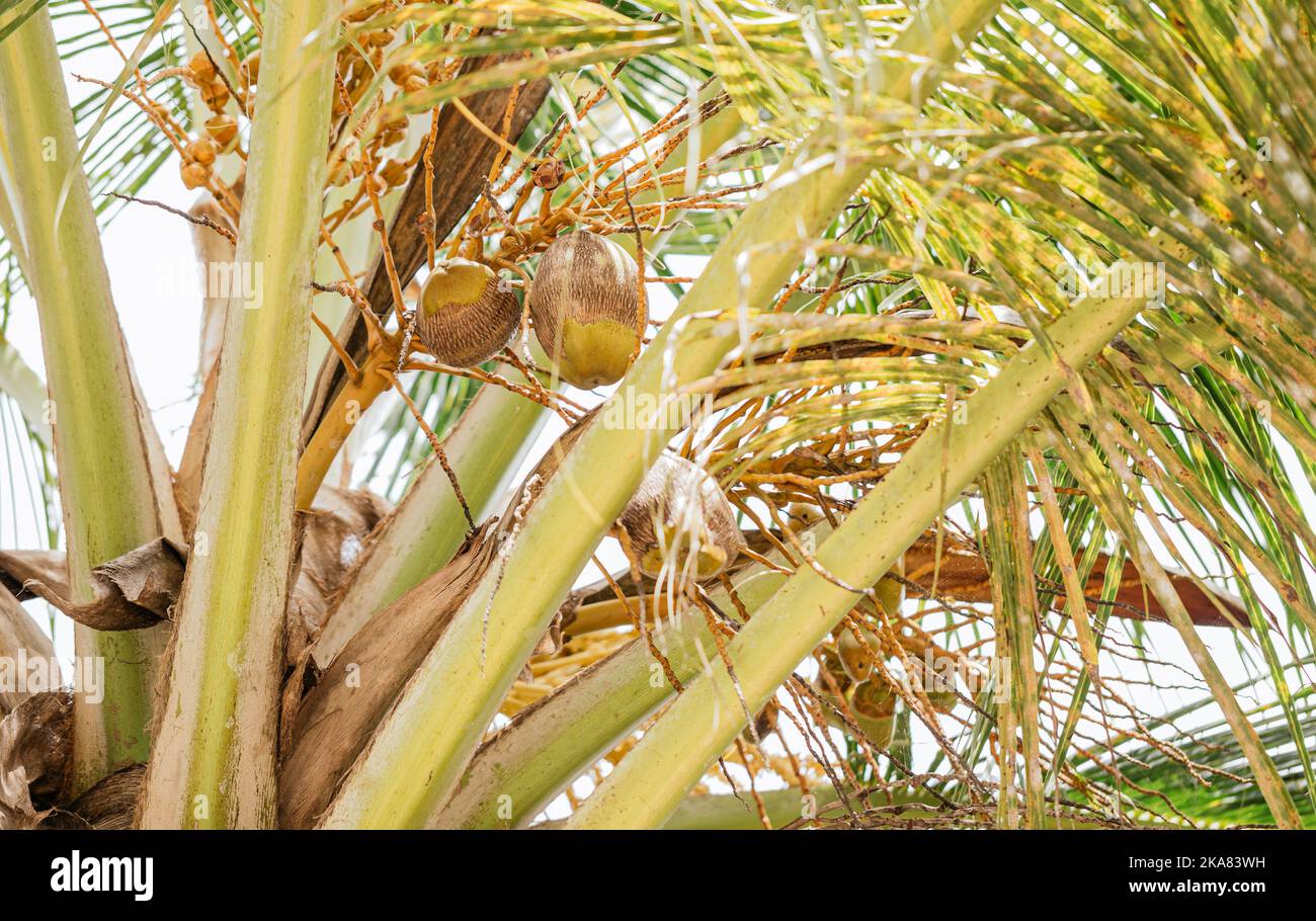 Albero tropicale verdeggiante con lussureggiante fogliame e noci di cocco non mature che crescono su rami spessi alla luce del sole Foto Stock