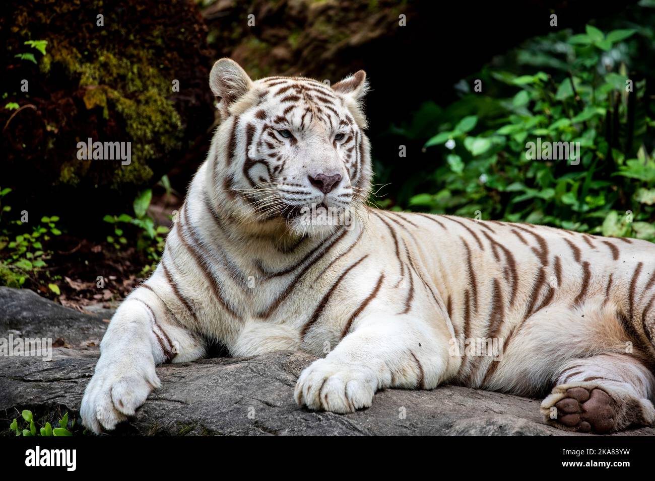 La tigre bianca è una variante di pigmentazione della tigre bengala. Una tale tigre ha le strisce nere tipiche della tigre bengala, ma porta un bianco Foto Stock