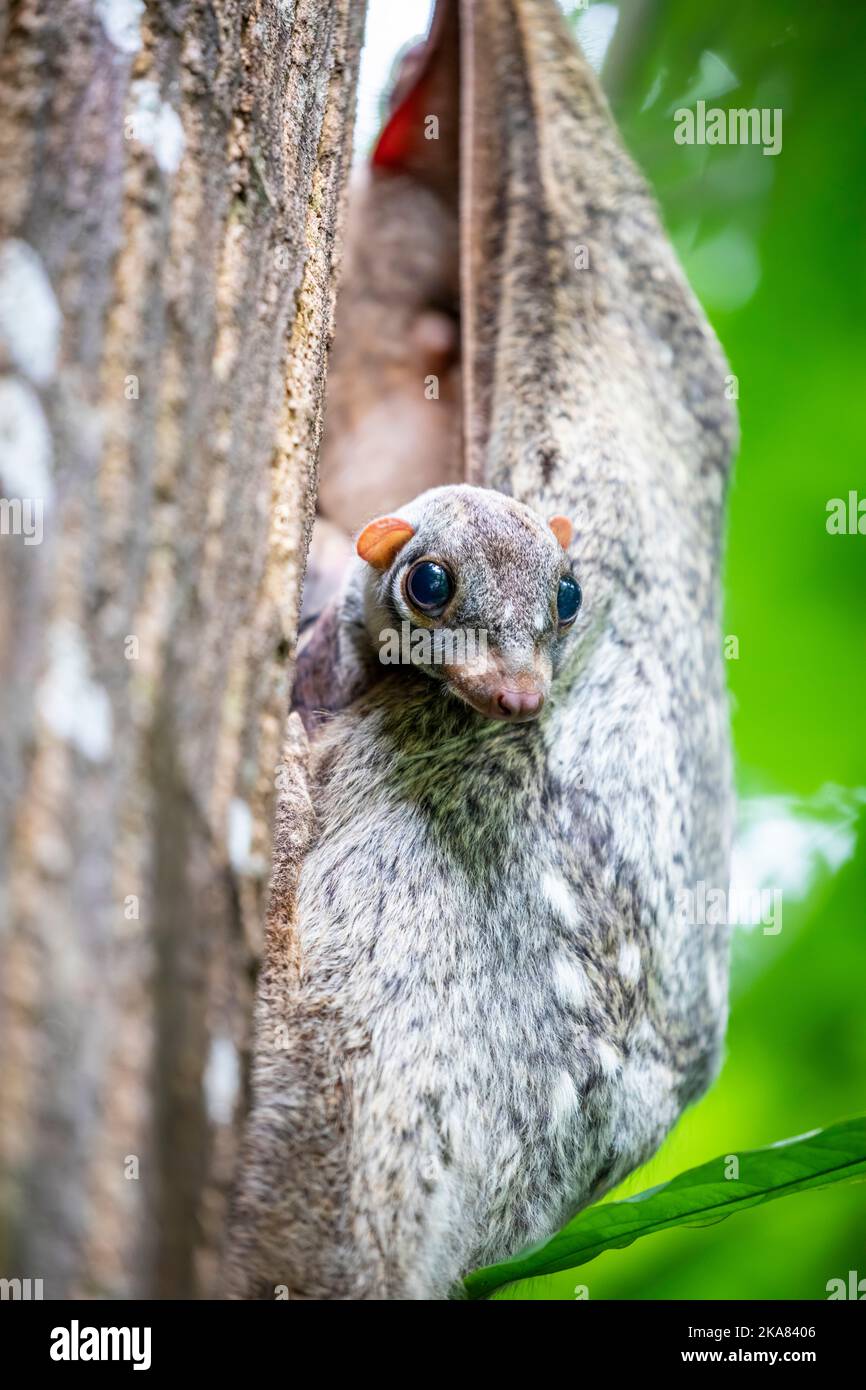 Un lemur volante Sunda (Galeopterus variegatus) selvaggio del bambino trovato nell'area pubblica dello Zoo di Singapore. È coperto dalla sua mamma. Non è un lemur Foto Stock
