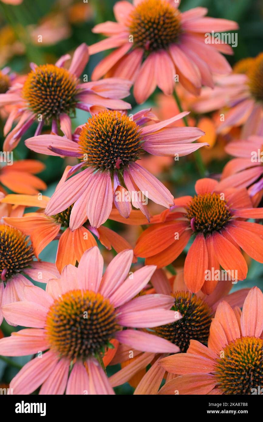 Echinacea Sombrero Adobe Orange, Echinacea Balsomado, Sombrero Series, Coneflower Sombrero Adobe Orange. Perenne, leggermente annegata flor di raggi arancioni Foto Stock