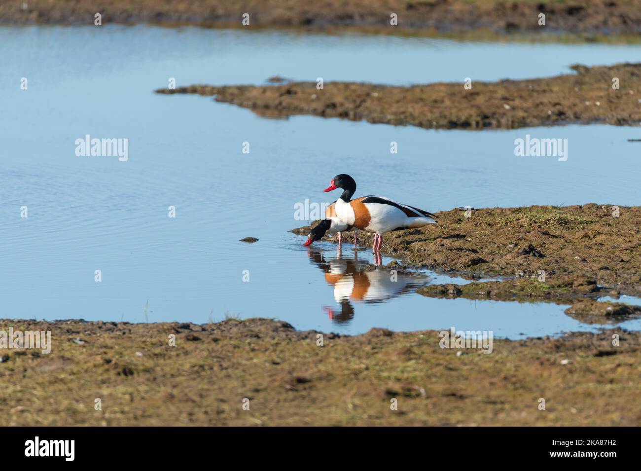 Un paio di shelduck comune, Tadorna Tadorna, un uccelli acquatici, acqua potabile in uno stagno con acqua calma. Sfondo blu con spazio di copia. Foto Stock