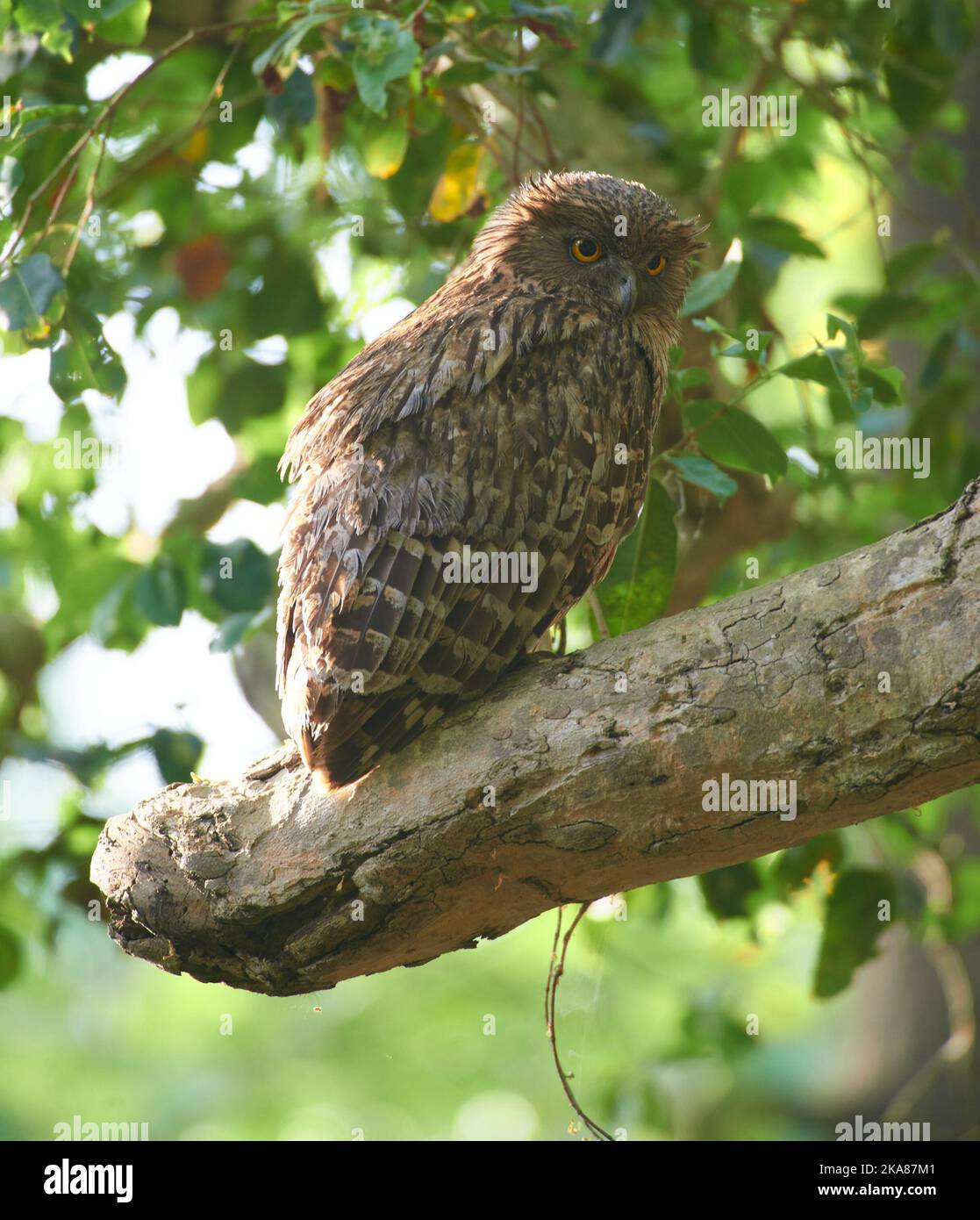 Pesca Owl. Jim Corbett National Park, India. Foto Stock