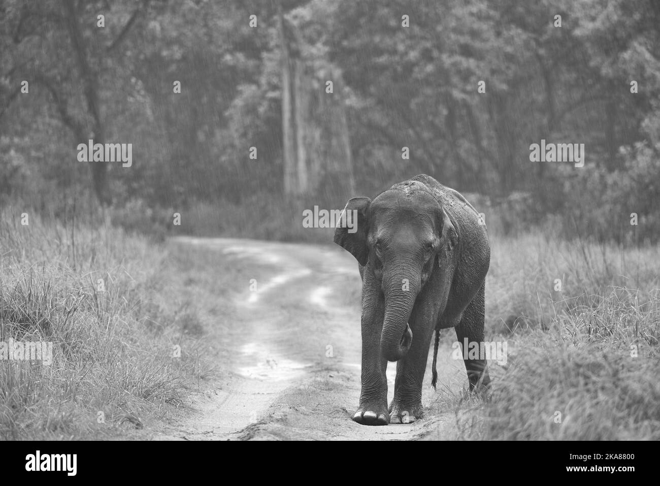 Elefanti sotto la pioggia. Jim Corbett National Park, India. Foto Stock