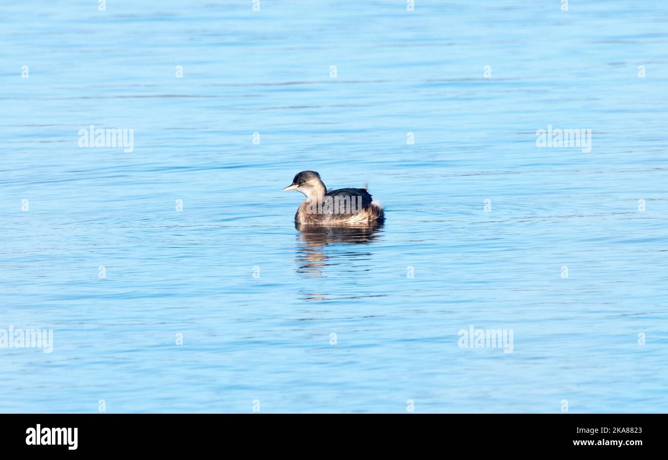 Tuffetto (Tachybaptus ruficollis) Foto Stock