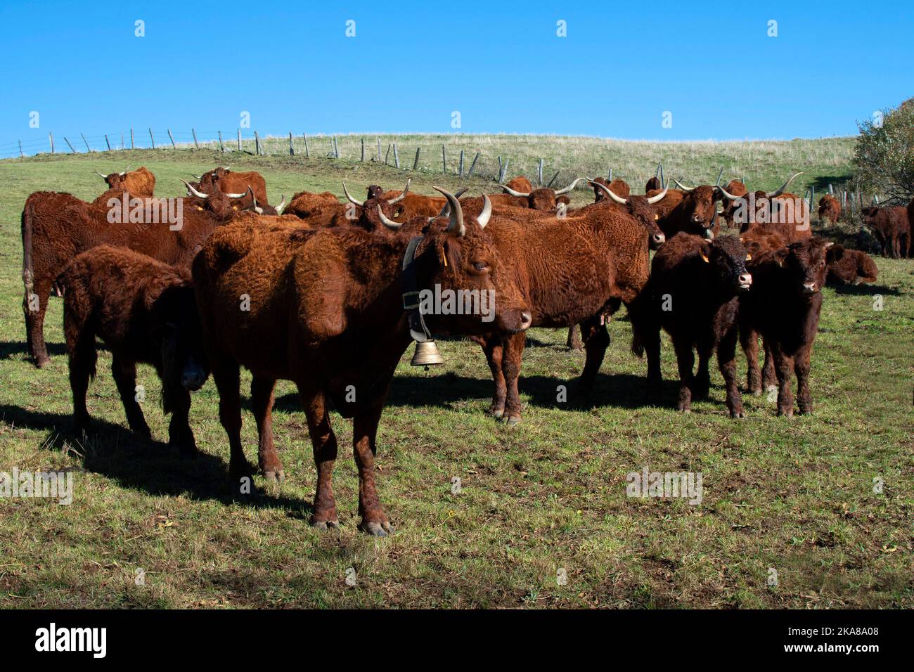 Bovini di mucche Salers, razza francese, Parco Naturale Regionale dei vulcani d'Alvernia, altopiano Cezallier, Puy de Dome , Auvergne Rodano Alpi. Francia Foto Stock