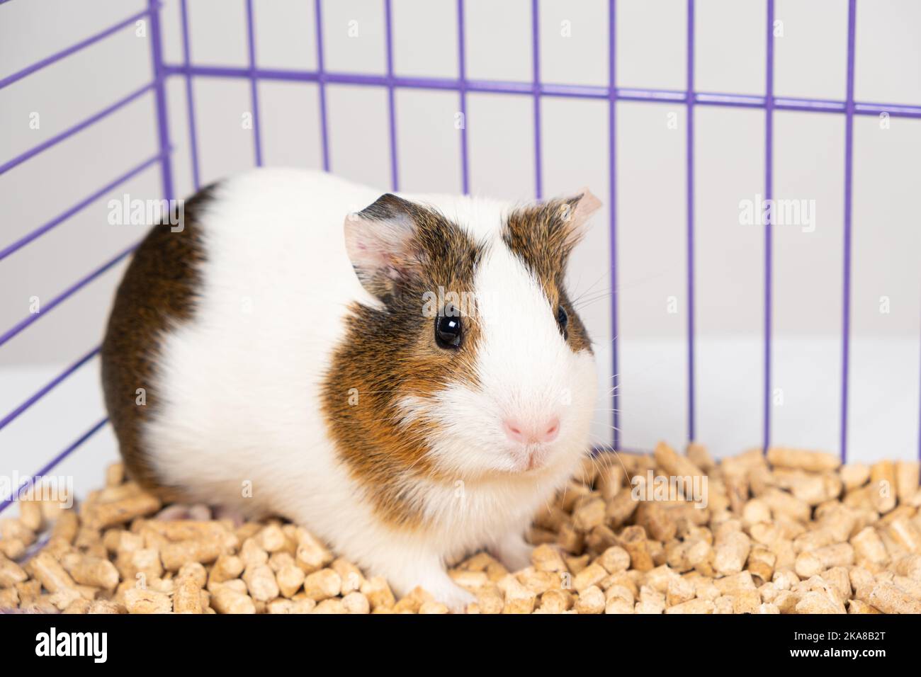 Cavia in casa immagini e fotografie stock ad alta risoluzione - Alamy