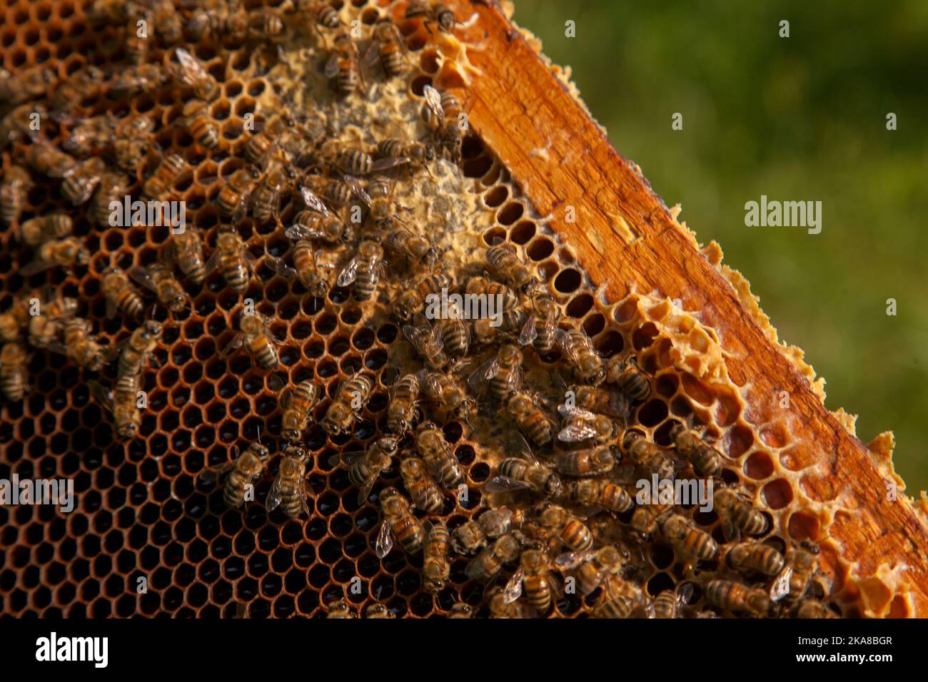 Cornici di un alveare appena preso da alveare con miele dolce. Api affollate sul nido d'ape giallo con celle aperte e sigillate per il miele dolce. Miele di api Foto Stock