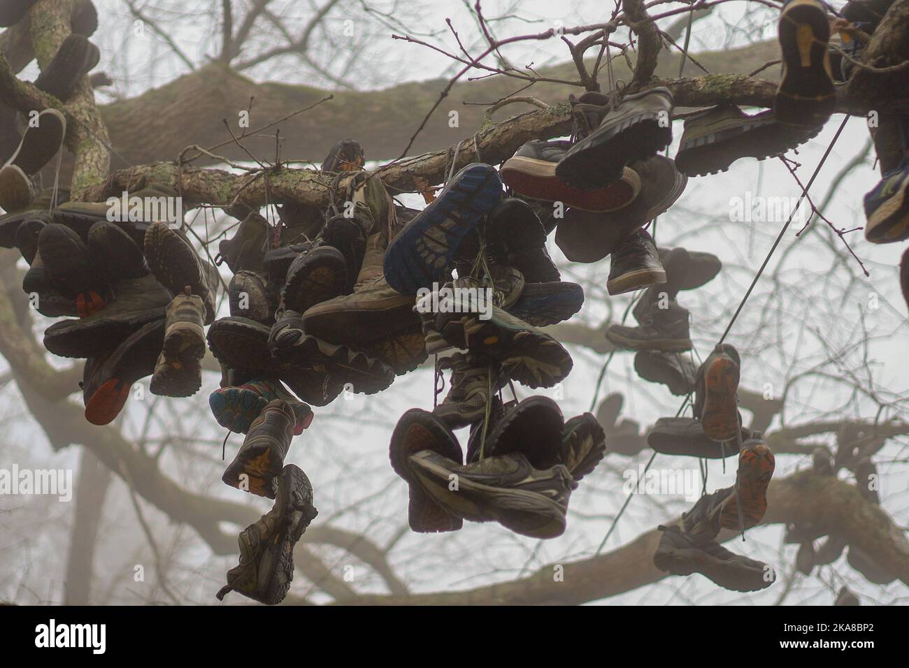 Le scarpe da trekking appese all'albero, Neels Gap, Georgia Foto Stock